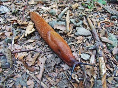 Kırmızı sülük, büyük kırmızı sülük, çikolata arion veya Avrupa kırmızı slug (Arion rufus) üzerinde bir kuru orman iz - Canton St. Gallen, İsviçre