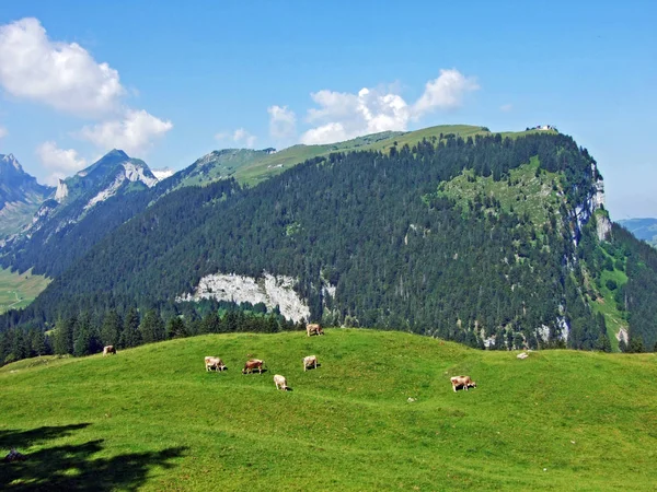 ピークと高原山 Alpsten アッペンツェル Innerrhoden カントン スイス連邦共和国のアルプ シーゲル — ストック写真