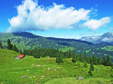 Kırsal geleneksel mimarisi ve hayvan çiftlikleri Alviergruppe yamaçlarında Rhine Vadisi - Canton St. Gallen, İsviçre