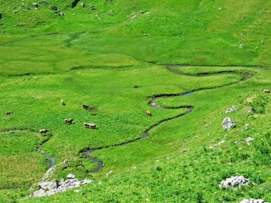 Alviergruppe dağ ve nehir yamaçları mera üzerinde ineklerin Rhine Vadisi - Canton St. Gallen, İsviçre