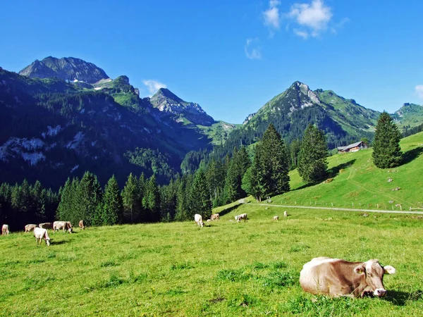 Tehenek Legelőkön Lejtők Alviergruppe Hegység Folyó Rhine Valley Gallen Kanton — Stock Fotó