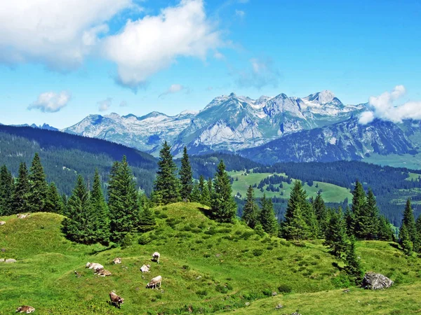 Kor Betesmarker Sluttningarna Alviergruppe Bergskedja Och Floden Rhine Dalen Kantonen — Stockfoto