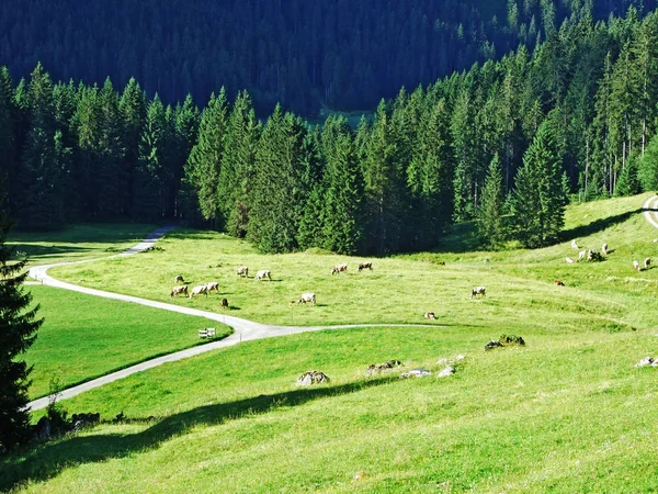 Krávy Pastvinách Svazích Alviergruppe Pohoří Řeky Rýn Údolí Kantonu Gallen — Stock fotografie