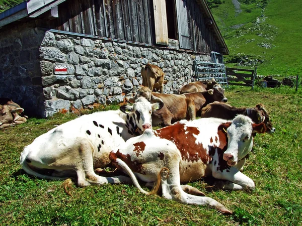 Cows Pastures Slopes Alviergruppe Mountain Range River Rhine Valley Canton — Stock Photo, Image