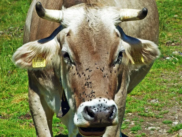 Vacas Nas Pastagens Das Encostas Cordilheira Alviergruppe Vale Reno Cantão — Fotografia de Stock