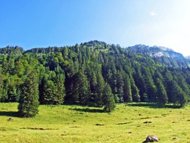 Ağaçlar ve karışık ormanlar pistlerinin Alviergruppe dağ ve nehir Ren Vadisi - Canton St. Gallen, İsviçre