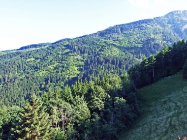 Ağaçlar ve karışık ormanlar pistlerinin Alviergruppe dağ ve nehir Ren Vadisi - Canton St. Gallen, İsviçre