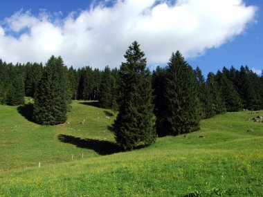 Ağaçlar ve herdem yeşil ormanlar yamaçlarda Alviergruppe dağ ve nehir Ren Vadisi - Canton St. Gallen, İsviçre