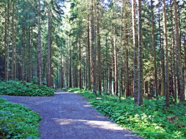 Ağaçlar ve herdem yeşil ormanlar yamaçlarda Alviergruppe dağ ve nehir Ren Vadisi - Canton St. Gallen, İsviçre