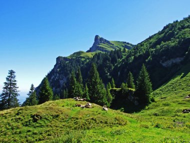 Ağaçlar ve herdem yeşil ormanlar yamaçlarda Alviergruppe dağ ve nehir Ren Vadisi - Canton St. Gallen, İsviçre