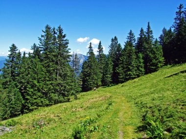 Ağaçlar ve herdem yeşil ormanlar yamaçlarda Alviergruppe dağ ve nehir Ren Vadisi - Canton St. Gallen, İsviçre