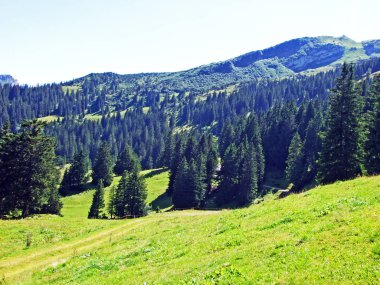 Ağaçlar ve herdem yeşil ormanlar yamaçlarda Alviergruppe dağ ve nehir Ren Vadisi - Canton St. Gallen, İsviçre