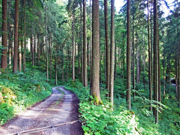 Stromy Smíšené Lesy Svazích Alviergruppe Pohoří Řeky Rýn Údolí Kantonu — Stock fotografie