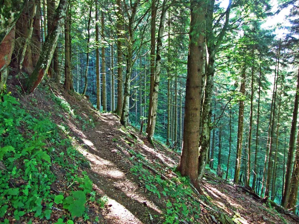 Árboles Bosques Mixtos Las Laderas Cordillera Alviergruppe Del Valle Del — Foto de Stock