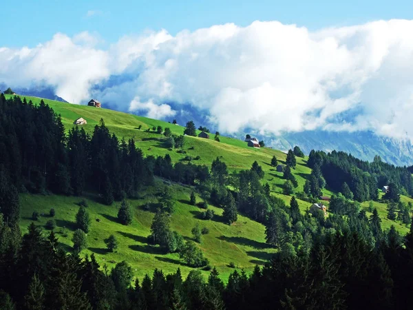 Bäume Und Immergrüne Wälder Den Hängen Der Alviergruppe Und Des — Stockfoto