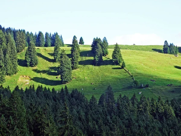 Bomen Groenblijvende Bossen Hellingen Van Bergketen Alviergruppe Rivier Rijndal Kanton — Stockfoto