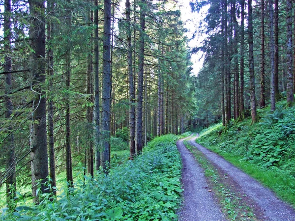 Trees Evergreen Forests Slopes Alviergruppe Mountain Range River Rhine Valley — Stock Photo, Image