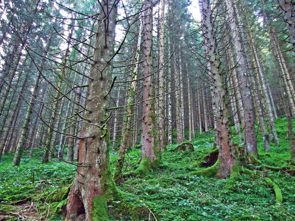Bäume Und Immergrüne Wälder Den Hängen Der Alviergruppe Und Des — Stockfoto