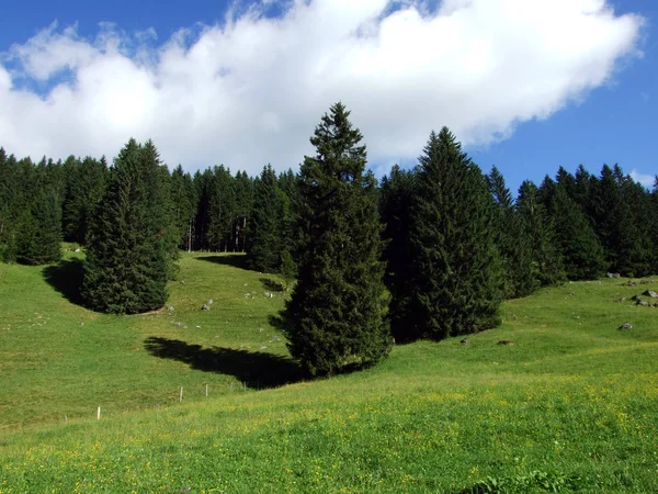 Alviergruppe 山脉和莱茵河谷山坡上的树木和常绿森林 瑞士圣加仑州 — 图库照片