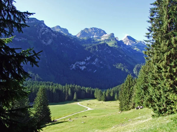 Bomen Groenblijvende Bossen Hellingen Van Bergketen Alviergruppe Rivier Rijndal Kanton — Stockfoto