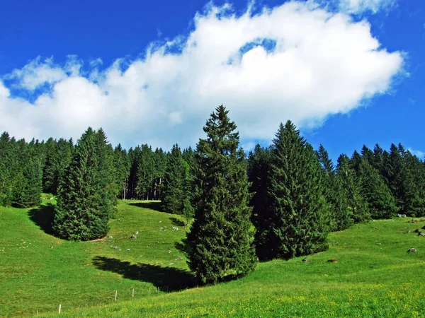 Ağaçlar Herdem Yeşil Ormanlar Yamaçlarda Alviergruppe Dağ Nehir Ren Vadisi — Stok fotoğraf