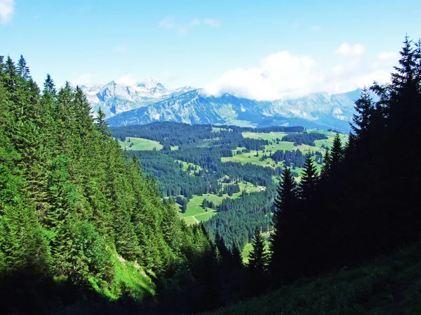 や川ライン川渓谷 ザンクト ガレンのカントン スイス連邦共和国の Alviergruppe 山脈の斜面の常緑樹林 — ストック写真