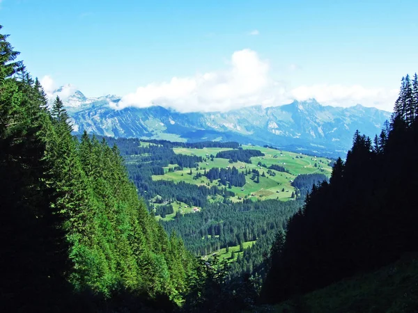 Bomen Groenblijvende Bossen Hellingen Van Bergketen Alviergruppe Rivier Rijndal Kanton — Stockfoto