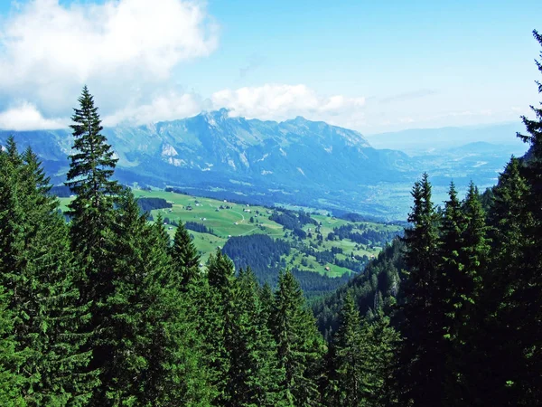 Bomen Groenblijvende Bossen Hellingen Van Bergketen Alviergruppe Rivier Rijndal Kanton — Stockfoto