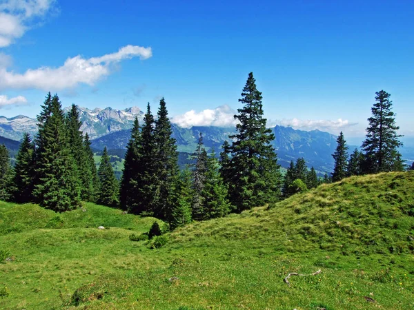 Árboles Bosques Siempreverdes Las Laderas Cordillera Alviergruppe Del Valle Del — Foto de Stock