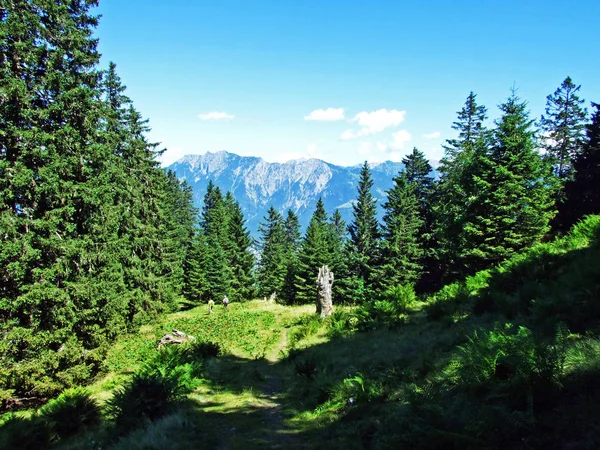 Δέντρα Και Καταπράσινα Δάση Στις Πλαγιές Της Οροσειράς Του Alviergruppe — Φωτογραφία Αρχείου