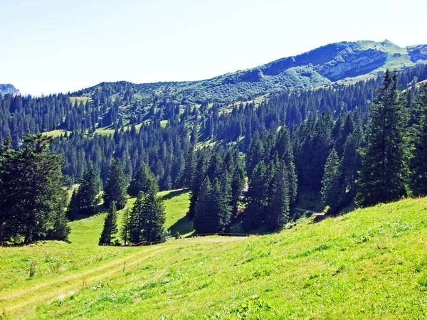 Stromy Jehličnaté Lesy Svazích Alviergruppe Pohoří Řeky Rýn Údolí Kantonu — Stock fotografie