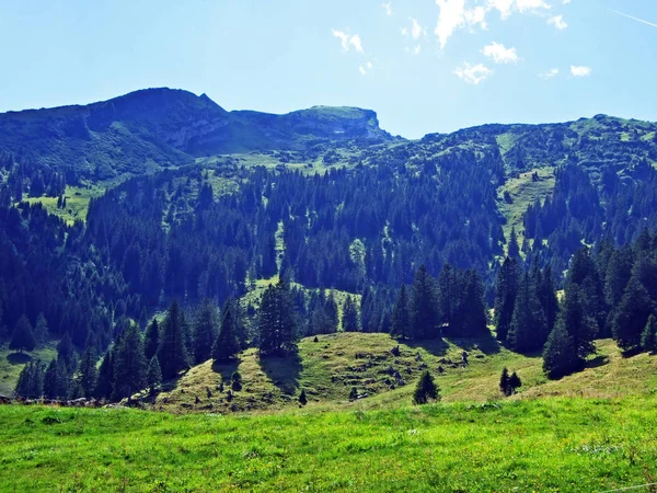 や川ライン川渓谷 ザンクト ガレンのカントン スイス連邦共和国の Alviergruppe 山脈の斜面の常緑樹林 — ストック写真