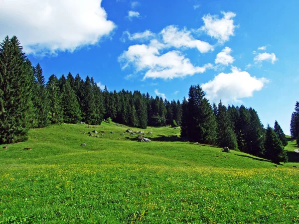 阿尔卑斯山和莱茵河谷山坡上的阿尔卑斯山牧场和草地 瑞士圣加仑州 — 图库照片