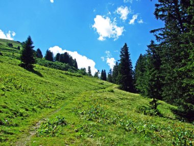 Alpine mera ve çayırlar yamaçlarda Alviergruppe dağ ve nehir Ren Vadisi - Canton St. Gallen, İsviçre