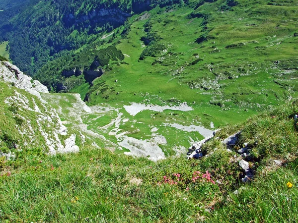 Pastos Alpinos Prados Las Laderas Cordillera Alviergruppe Del Valle Del — Foto de Stock