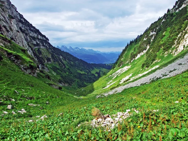 Alpesi Völgy Teselalp Alpstein Hegység Gallen Kanton Svájc — Stock Fotó