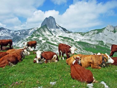 Alpstein dağ ve nehir düşündüklerini Vadisi - St. Gallen Kanton ve Appenzell Innerrhoden, İsviçre kayak pistlerine mera üzerinde ineklerin