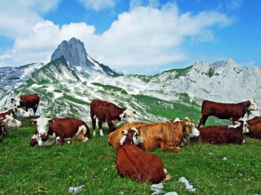 Alpstein dağ ve nehir düşündüklerini Vadisi - St. Gallen Kanton ve Appenzell Innerrhoden, İsviçre kayak pistlerine mera üzerinde ineklerin