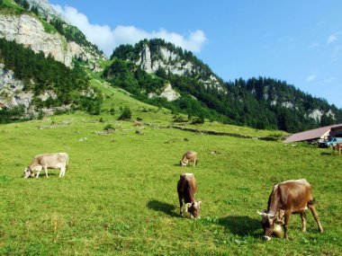 Alpstein dağ ve nehir düşündüklerini Vadisi - St. Gallen Kanton ve Appenzell Innerrhoden, İsviçre kayak pistlerine mera üzerinde ineklerin