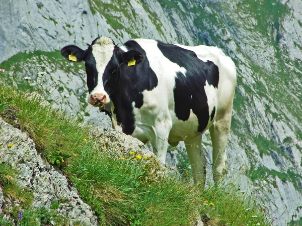 Krów Pastwiskach Stoku Górskiego Alpstein Dolinę Rzeki Thur Kantony Gallen — Zdjęcie stockowe