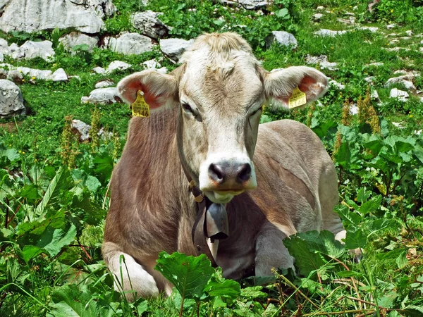 Vacas Nas Pastagens Das Encostas Cordilheira Alpstein Vale Rio Thur — Fotografia de Stock