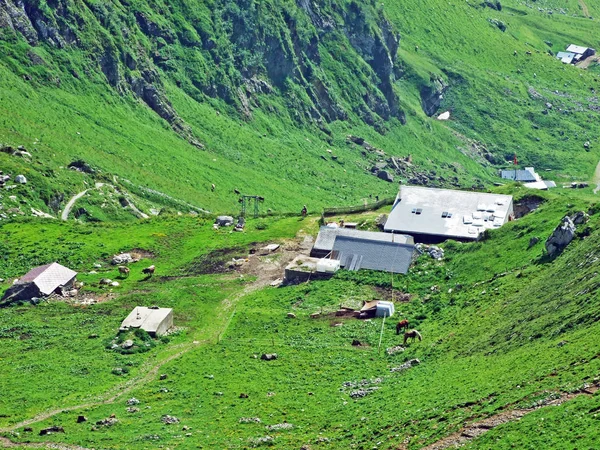 在阿尔普施泰因山脉和图尔河谷河山坡上的农村传统建筑和牲畜养殖场 瑞士圣加仑州 — 图库照片