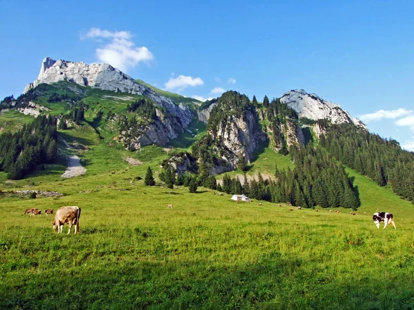 Alpenweiden Weiden Hellingen Van Alpstein Gebergte Rivier Thur Vallei Kantons — Stockfoto