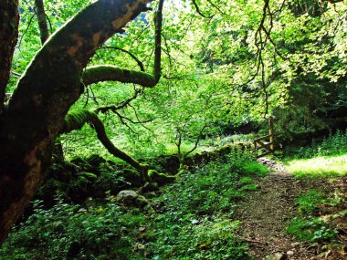 Ağaçlar ve karışık ormanlar pistlerinin Alpstein dağ ve nehir düşündüklerini Vadisi - Canton St. Gallen, İsviçre