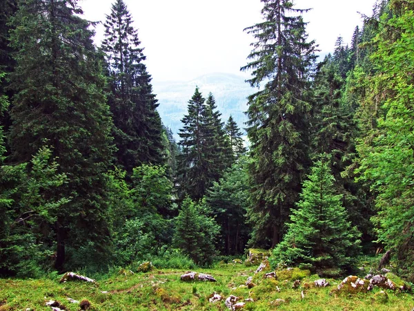 Stromy Smíšené Lesy Svazích Alpstein Pohoří Řeky Thur Údolí Kantonu — Stock fotografie