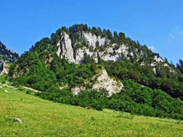 Stromy Smíšené Lesy Svazích Alpstein Pohoří Řeky Thur Údolí Kantonu — Stock fotografie