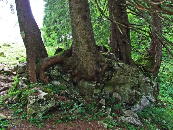 Arbres Forêts Feuilles Persistantes Des Versants Chaîne Montagnes Alpstein Dans — Photo