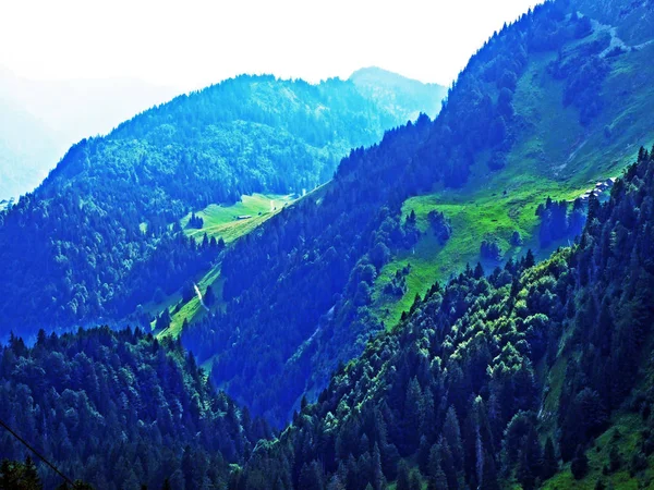 Trees Evergreen Forests Slopes Alpstein Mountain Range River Thur Valley — Stock Photo, Image