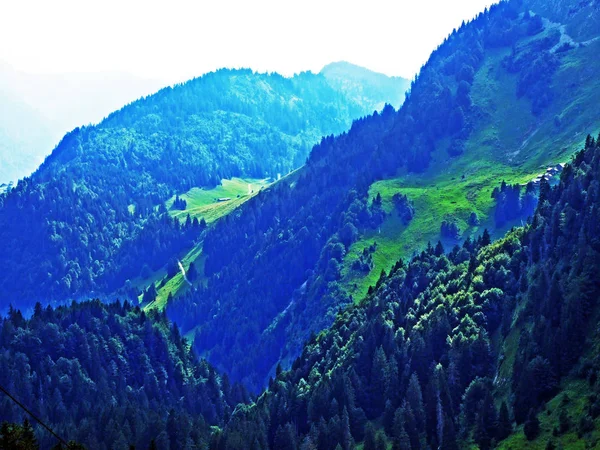 Arbres Forêts Feuilles Persistantes Des Versants Chaîne Montagnes Alpstein Dans — Photo