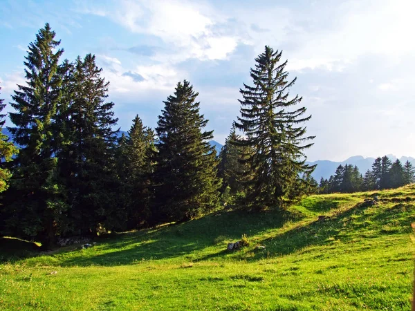 Bäume Und Immergrüne Wälder Den Hängen Des Alpsteingebirges Und Thurtal — Stockfoto